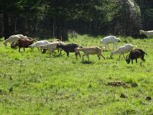 Pâturage par un troupeau de chèvres